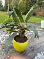 Mooie groene plant voor binnen!, Overige soorten, Vaste plant, Ophalen of Verzenden, Bloeit niet