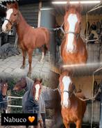Lieve 3 jarige draver ruin / recreatie paard, Dieren en Toebehoren, Paarden, Minder dan 160 cm, Met stamboom, Ruin, 3 tot 6 jaar