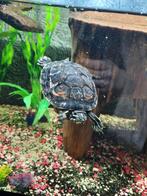 Schildpad roodbuik, Dieren en Toebehoren