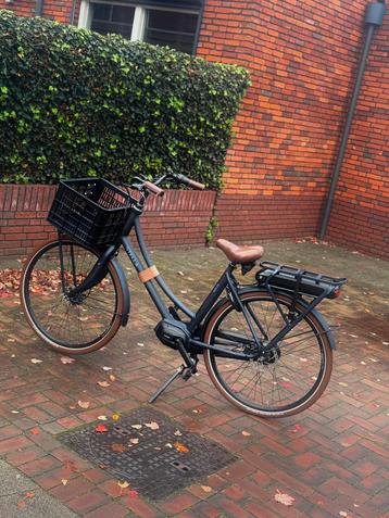 Stella dolce 1 jaar oud beschikbaar voor biedingen