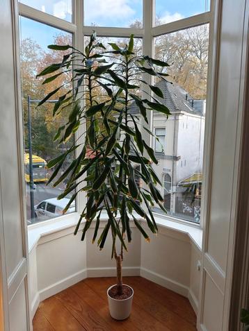 Dracaena fragrans (geurende dracaena) kamerplant met pot beschikbaar voor biedingen