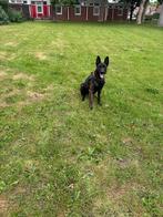 Mechelse/hollandse herder reu 1,5 jaar, Reu, 1 tot 2 jaar, Parvo, Eén hond