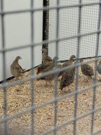 16 jonge europese patrijzen, Dieren en Toebehoren, Vogels | Overige Vogels, Meerdere dieren, Wildzangvogel, Geringd