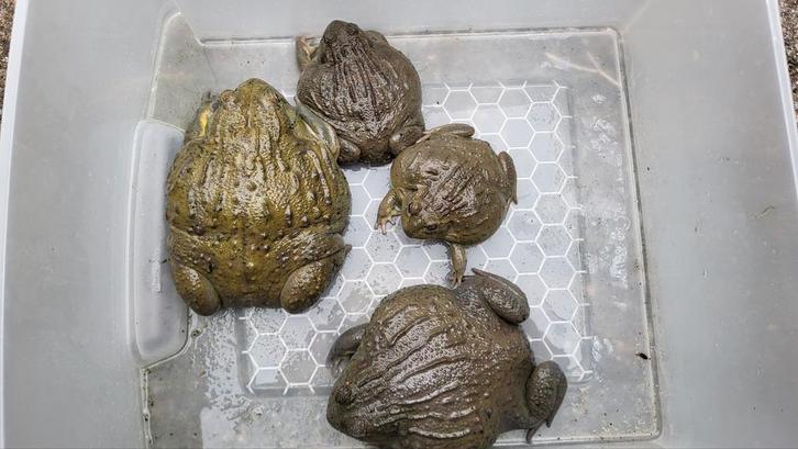 Pyxicephalus Adspersus, african bullfrog, stierkikker