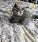 Britse korthaar kittens, Dieren en Toebehoren, Meerdere dieren, Ontwormd, 0 tot 2 jaar