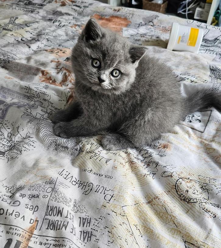 Britse korthaar kittens, Dieren en Toebehoren, Katten en Kittens | Raskatten | Korthaar, Meerdere dieren, 0 tot 2 jaar, Ontwormd