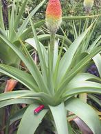 Kniphofia northiae, Overige soorten, Volle zon, Vaste plant, Ophalen of Verzenden