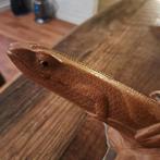 Salamander uit Hout Gesneden 25 cm groot, Antiek en Kunst, Ophalen of Verzenden