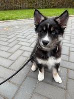 Pomsky x Australian shepherd pup, Dieren en Toebehoren, Honden | Niet-rashonden, Rabiës (hondsdolheid), Reu, 8 tot 15 weken, Eén hond