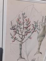 Oude plantillustratie naar Rumphia, 1885, Ophalen of Verzenden