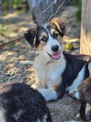Pup Zarya zoekt een baasje beschikbaar voor biedingen