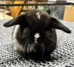 Prachtige jonge Minilops (raszuiver) mogen bijna verhuizen, Meerdere dieren, Dwerg, Hangoor, 0 tot 2 jaar