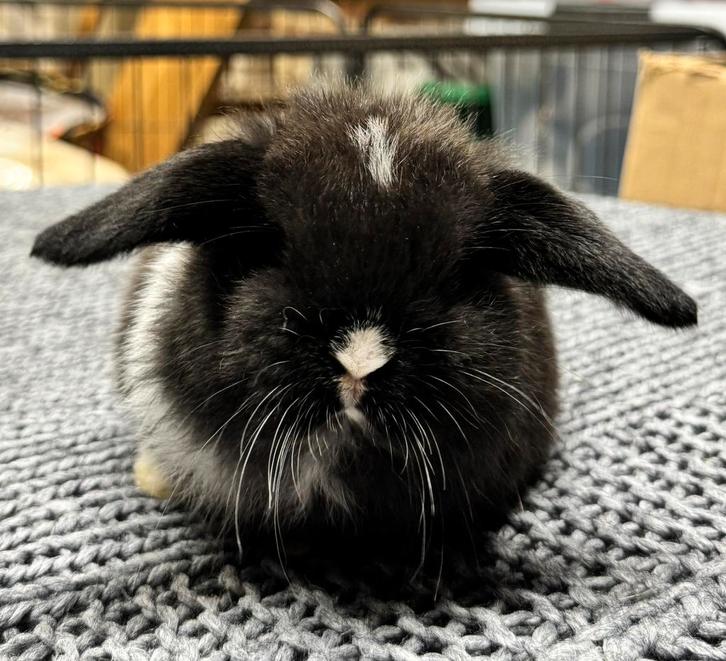 Prachtige jonge Minilops (raszuiver) mogen bijna verhuizen, Dieren en Toebehoren, Konijnen, Dwerg, Meerdere dieren, 0 tot 2 jaar