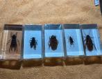 Insecten in hars, Ophalen of Verzenden, Zo goed als nieuw, Insect, Beeldje of Figuurtje