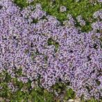 Grote tijm of kruiptijm, inheemse plant, Ophalen, Overige soorten, Minder dan 100 cm
