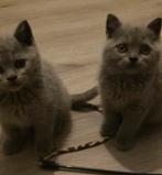 Britse Korthaar Kittens zoeken hun forever humans!, Gechipt