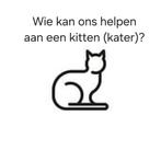 Wij zijn opzoek naar een jonge kitten (kater)