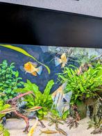 Acarichthys heckelii albino 4 stuks, Vis