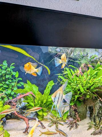 Acarichthys heckelii albino 4 stuks beschikbaar voor biedingen