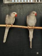 Halsbandparkiet Grijs butterkop man x Grijs cinnemon pop, Meerdere dieren, Parkiet, Geringd