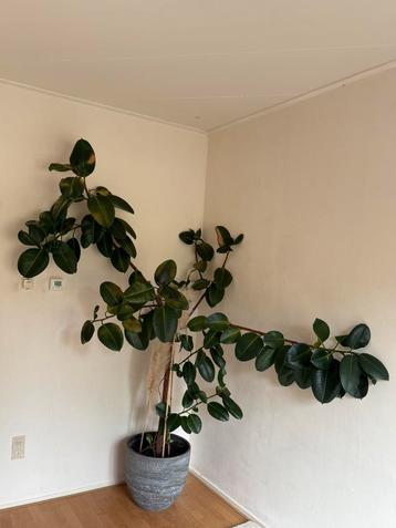 Rubberplant/ Ficus Elastica in grote moderne pot beschikbaar voor biedingen
