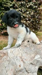 Friese stabij pups geen kruising. 100% stabij, Overige rassen, 8 tot 15 weken, Meerdere, Meerdere dieren