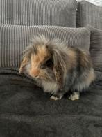 Liefdevol huisje gezocht voor twee konijnen, Meerdere dieren, Overige typen, Tam, Oktober