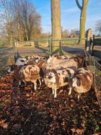 Bonte ooien, Vrouwelijk, Schaap