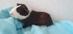 Jonge beertjes/lavendel/blauw/choco/driekleur/goud/wit..., Dieren en Toebehoren, Cavia, Mannelijk, Mei, Tam