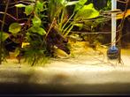 Meerdere guppies, Dieren en Toebehoren, Vis