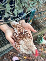 Ukkelse baardkriel haantje, Dieren en Toebehoren, Pluimvee, Mannelijk, Kip