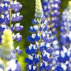 Zaden Lupine The Governor, Verzenden, Volle zon