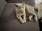 Britse korthaar poesje, Dieren en Toebehoren, Katten en Kittens | Raskatten | Korthaar, Poes, Ontwormd, 0 tot 2 jaar