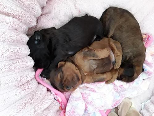 Shihpoo puppy s te koop,echt mini . Nieuwe foto's, Dieren en Toebehoren, Honden | Chihuahua's en Gezelschapshonden, Meerdere dieren