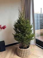 Kerstboom met kluit, Diversen, Kerst, Ophalen, Nieuw