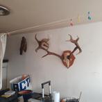 Mooi gewei en buizerd, Ophalen, Gebruikt