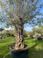 Mediterrane sfeer in uw tuin TE KOOP: Olijfboom BL27, Overige soorten, 100 tot 250 cm, Zomer, Ophalen