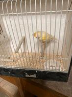 4 kanaries, Dieren en Toebehoren, Vogels | Kanaries, Mannelijk, Kleurkanarie