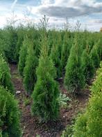 Conifeer thuja 'smaragd', Ophalen of Verzenden, Conifeer, Minder dan 100 cm