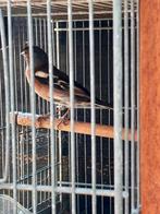 Vink man, Mannelijk, Tropenvogel, Geringd
