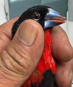 Gezocht Roodborstblauwsnavel (Spermophaga haematina) Pop, Dieren en Toebehoren, Vogels | Overige Vogels, Vrouwelijk, Tropenvogel