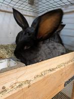 konijnen, Mannelijk, Groot, 0 tot 2 jaar