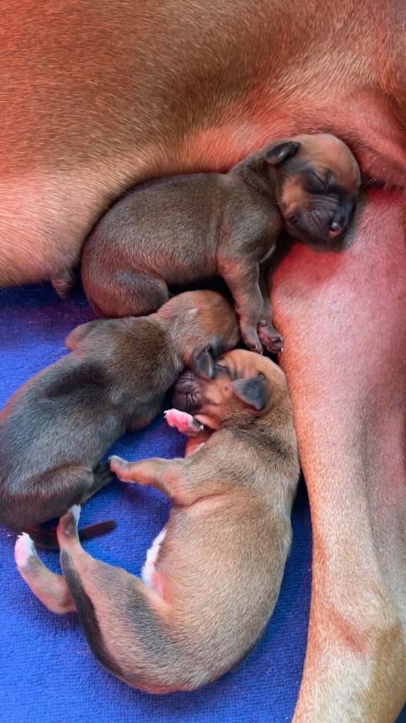 Rhodesian ridgeback pups met stamboom, Dieren en Toebehoren, Honden | Beagles, Bassets en Lopende honden, Meerdere dieren, Overige rassen