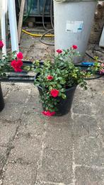 Rose, Ophalen of Verzenden, Zomer, Overige soorten, Volle zon