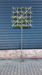 Pyrus calleryana 'Chanticleer'🌿 sierpeer Leiboom, Ophalen, In pot, Volle zon, Overige soorten