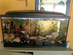 Compleet aquarium SPOED, Ophalen, Gebruikt, Gevuld zoetwateraquarium