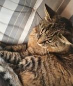 Vermist vanuit Kollum, Dieren en Toebehoren, Kat
