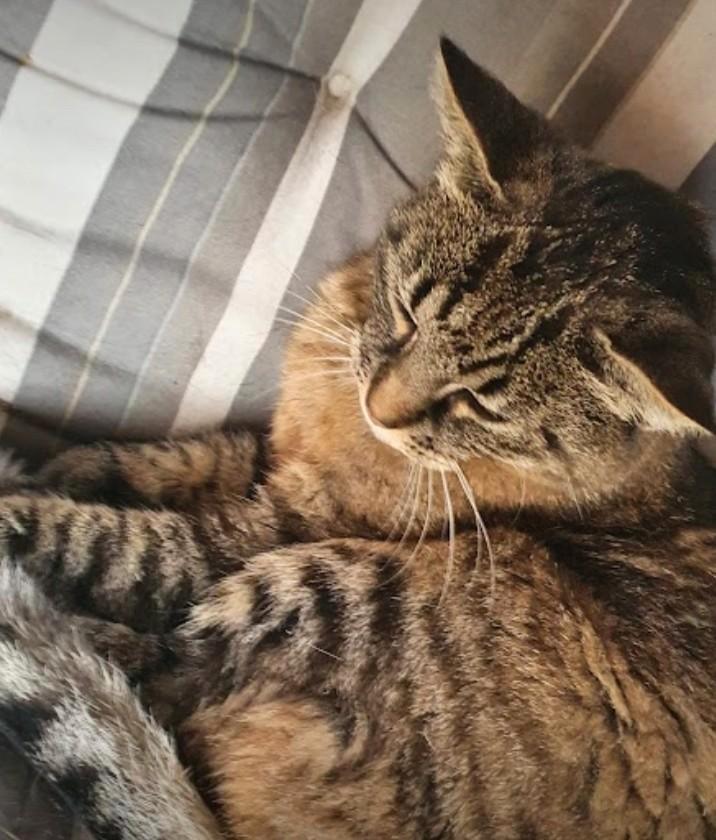 Vermist vanuit Kollum, Dieren en Toebehoren, Vermiste en Gevonden Dieren, Kat