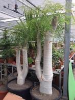 Caudex Moringa Oleifera circa 220-230 cm hoog, Ophalen, 200 cm of meer, Overige soorten, In pot