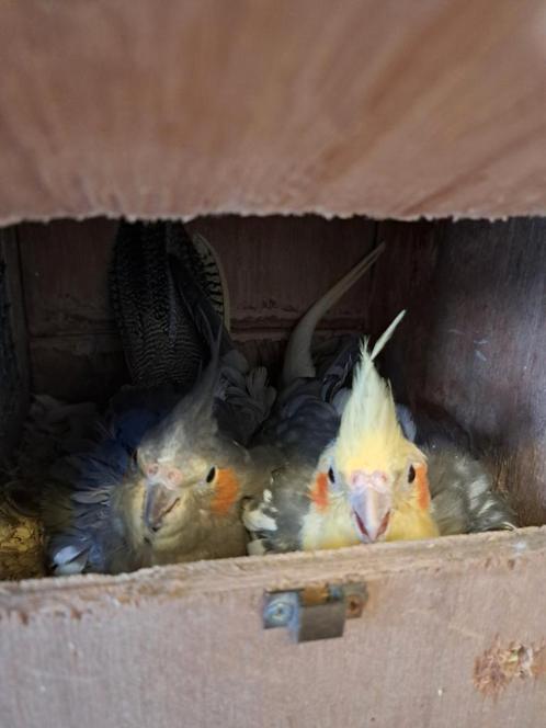 Koppel valkparkieten, Dieren en Toebehoren, Vogels | Parkieten en Papegaaien, Parkiet, Meerdere dieren